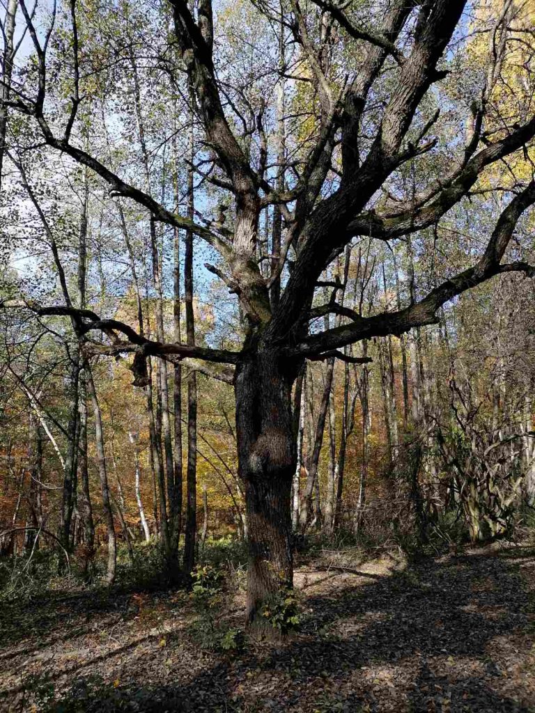 11. Zimski uspon na vrh Papuka