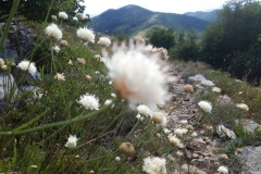 118476218_351090319403744_8555926444644453344_n